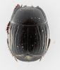 Atholus corvinus